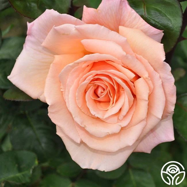 Over The Moon™ 9 Over The Moon™ - Image 7