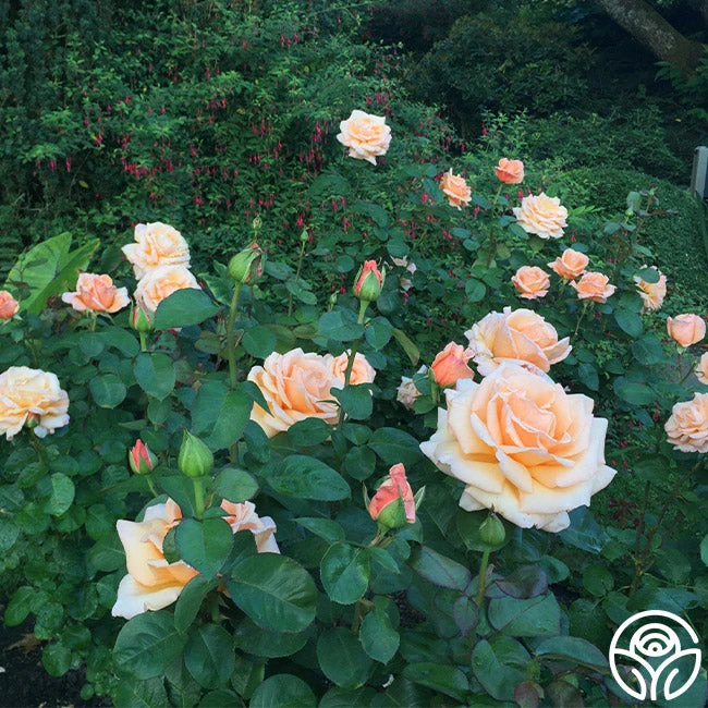 Over The Moon™ 11 Over The Moon™ - Image 9