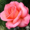 Paddy Stephans -Heirloom Roses paddy stephans 1 7