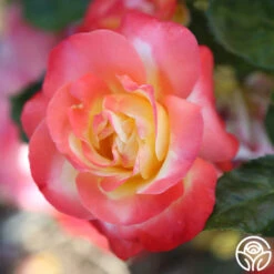 Painted Moon -Heirloom Roses painted moon 11