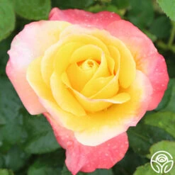 Painted Moon -Heirloom Roses painted moon 1 8