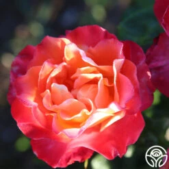 Painted Moon -Heirloom Roses painted moon