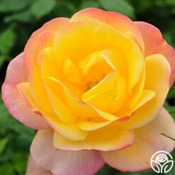 Painted Moon -Heirloom Roses painted moon 2 8