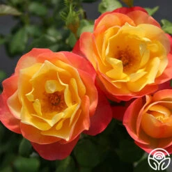 Painted Moon -Heirloom Roses painted moon 3 8