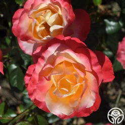 Painted Moon -Heirloom Roses painted moon 6 8