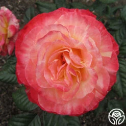 Painted Moon -Heirloom Roses painted moon 7