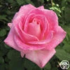 Painted Porcelain™ -Heirloom Roses painted porcelain