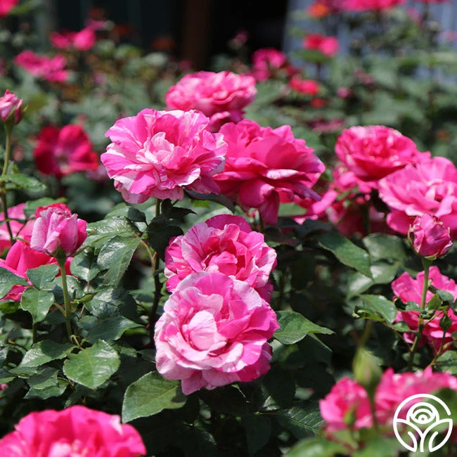 Parade Day™ 12 Parade Day™ - Image 10