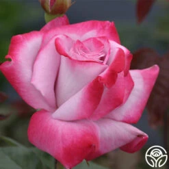 Paradise™ -Heirloom Roses paradise 3 8