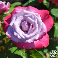 Paradise™ -Heirloom Roses paradise 5 8