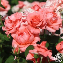 Paris De Yves St. Laurent ™ -Heirloom Roses paris de yves st. laurent 11