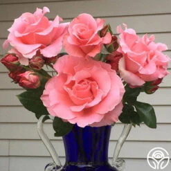 Paris De Yves St. Laurent ™ -Heirloom Roses paris de yves st. laurent 2