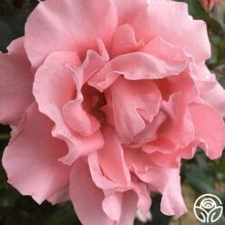 Paris De Yves St. Laurent ™ -Heirloom Roses paris de yves st. laurent 3