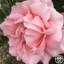 Paris De Yves St. Laurent ™ -Heirloom Roses paris de yves st. laurent 4