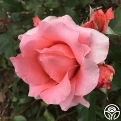 Paris De Yves St. Laurent ™ -Heirloom Roses paris de yves st. laurent 8