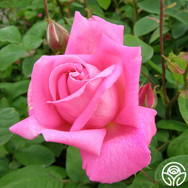 Park Wilhelmshohe 4 Park Wilhelmshohe - Image 2