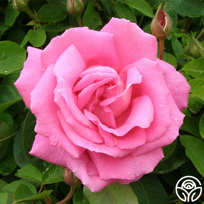 Park Wilhelmshohe 3 Park Wilhelmshohe