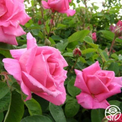 Park Wilhelmshohe 9 Park Wilhelmshohe -Heirloom Roses park wilhelmshohe 3