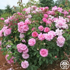 Park Wilhelmshohe 8 Park Wilhelmshohe -Heirloom Roses park wilhelmshohe 4