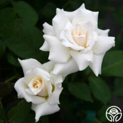 Pascali® -Heirloom Roses pascali 1 7