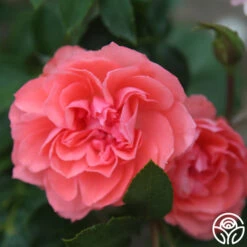 Passionate Kisses® 22 Passionate Kisses® -Heirloom Roses passionate kisess 12