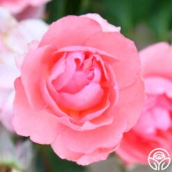 Passionate Kisses® 18 Passionate Kisses® -Heirloom Roses passionate kisses 11