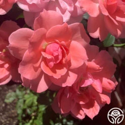 Passionate Kisses® 25 Passionate Kisses® -Heirloom Roses passionate kisses 13