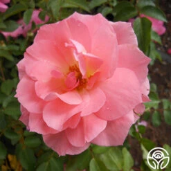 Passionate Kisses® 19 Passionate Kisses® -Heirloom Roses passionate kisses 2 1