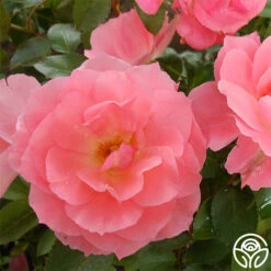 Passionate Kisses® 21 Passionate Kisses® -Heirloom Roses passionate kisses 3 1