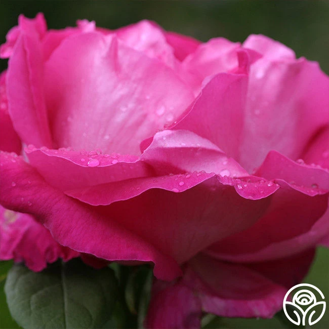 Paul Neyron 3 Paul Neyron