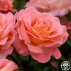 Paul Shirville -Heirloom Roses paul shirville 1 2
