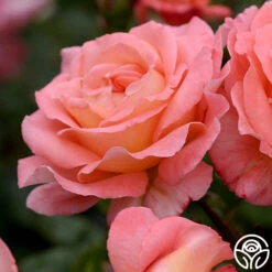 Paul Shirville -Heirloom Roses paul shirville 2 1