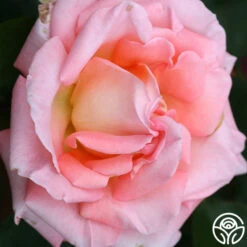 Paul Shirville -Heirloom Roses paul shirville 3