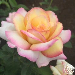 Peace -Heirloom Roses peace 11