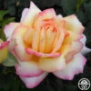 Peace -Heirloom Roses peace 1 1