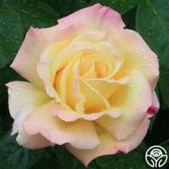 Peace -Heirloom Roses peace 2 1