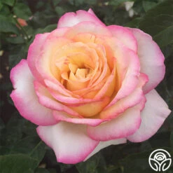 Peace -Heirloom Roses peace 3 1 1