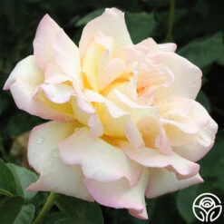 Peace -Heirloom Roses peace 5 1 1