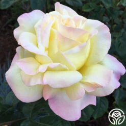 Peace -Heirloom Roses peace 7 7