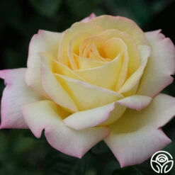 Peace -Heirloom Roses peace 8 7