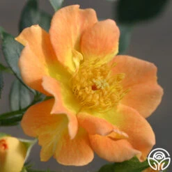 Peachy Creeper -Heirloom Roses peachy creeper 1 8