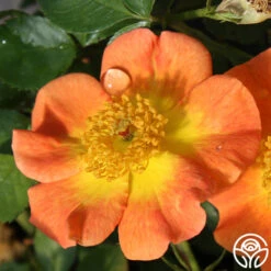 Peachy Creeper -Heirloom Roses peachy creeper 2
