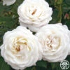 Pearlescent™ -Heirloom Roses pearlescent 2