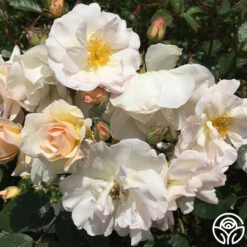 Penelope -Heirloom Roses penelope 2 8