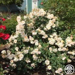 Penelope -Heirloom Roses penelope 3 8