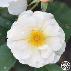 Penelope -Heirloom Roses penelope 4