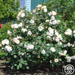 Penelope -Heirloom Roses penelope 5