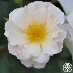 Penelope -Heirloom Roses penelope 7