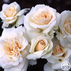 Penny Lane™ -Heirloom Roses penny lane 1 6