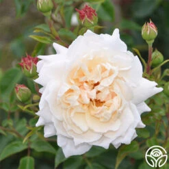 Penny Lane™ -Heirloom Roses penny lane 2 6